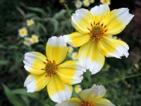 Bidens_aurea_09 (1).jpg