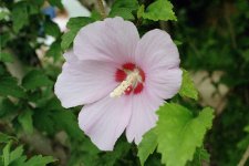 Hibiscus_Syriacus.jpeg