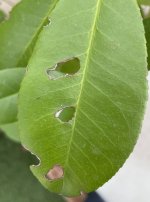 IMG_2552.jpeg