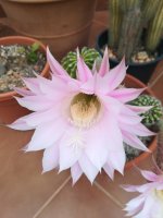 4- echinopsis eyriesii.jpg