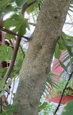 CA33DF8E-7951-4282-AD63-A1E3DF56D89F.jpeg