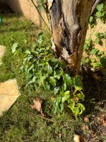 IMG_1002.jpeg