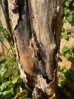 IMG_0999.jpeg