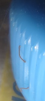 IMG_20231016_132139.jpg