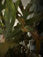 IMG_2374.jpeg