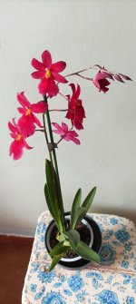 IMG_20231019_113232.jpg