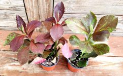 Euphorbia bicompacta var. rubra 01.jpg