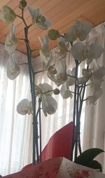 IMG_20231108_182307.jpg