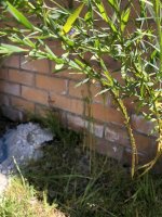 IMG_3547.jpeg
