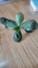 hoja suculenta.jpg