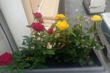 IMG_20240118_103737.jpg