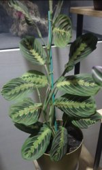 IMG_20240118_102541.jpg