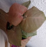 IMG_20240118_111144.jpg