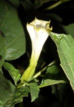 flores ferox 222222.jpg