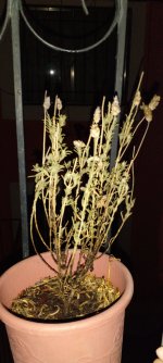20230327_055034.jpg