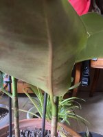 IMG_6850.jpeg