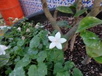 DSC00005.jpg