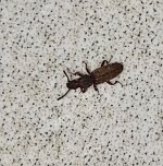 IMG_4285.jpeg