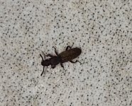 IMG_4286.jpeg
