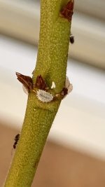 IMG_8780.jpeg