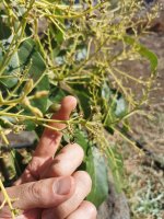 aguacate1.jpg