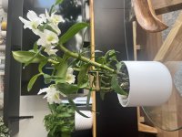 IMG_6661.jpeg