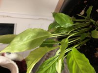 IMG_7587.jpeg