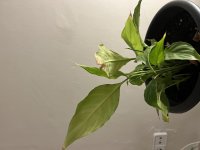 IMG_7585.jpeg