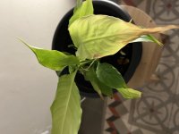 IMG_7586.jpeg