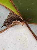 Bicho02.jpg