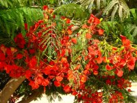 Delonix en Yanbu KSA.jpg