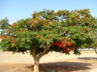 Delonix Regia.jpg
