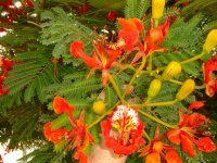 Detalle flor.jpg
