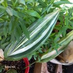 Aspidistra.jpg