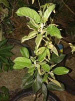 IMG_20240609_195056812.jpg