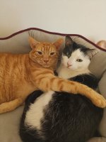 Soel y Oreo.jpg