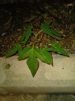 planta-menta.jpeg
