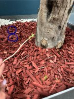 IMG_6989.jpeg