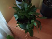 cactus de navidad (3).jpg