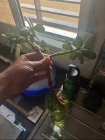IMG_2027.jpeg