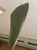 IMG_0478 Large.jpeg