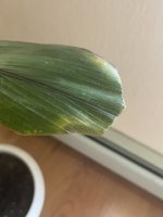 IMG_0479 Large.jpeg
