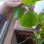 IMG_20250420_090648.jpg