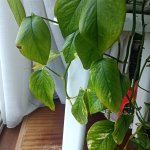 IMG_20250420_090559.jpg