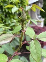 IMG_0644.jpeg