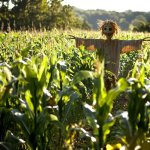 scarecrow-in-field-stockcake.jpg