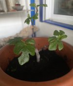 IMG_1357.jpeg
