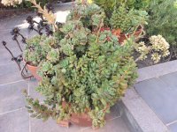 Crassula desconocida3.jpg