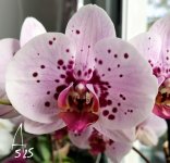 IMG_20250515_090337~2.jpg