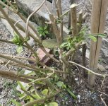 IMG_7068.jpeg